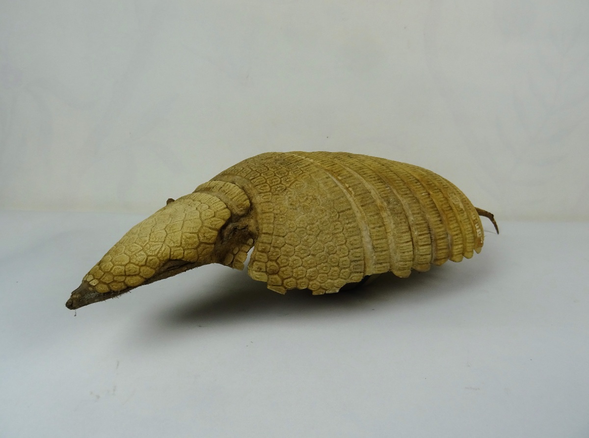 Taxidermy Armadillo Shell